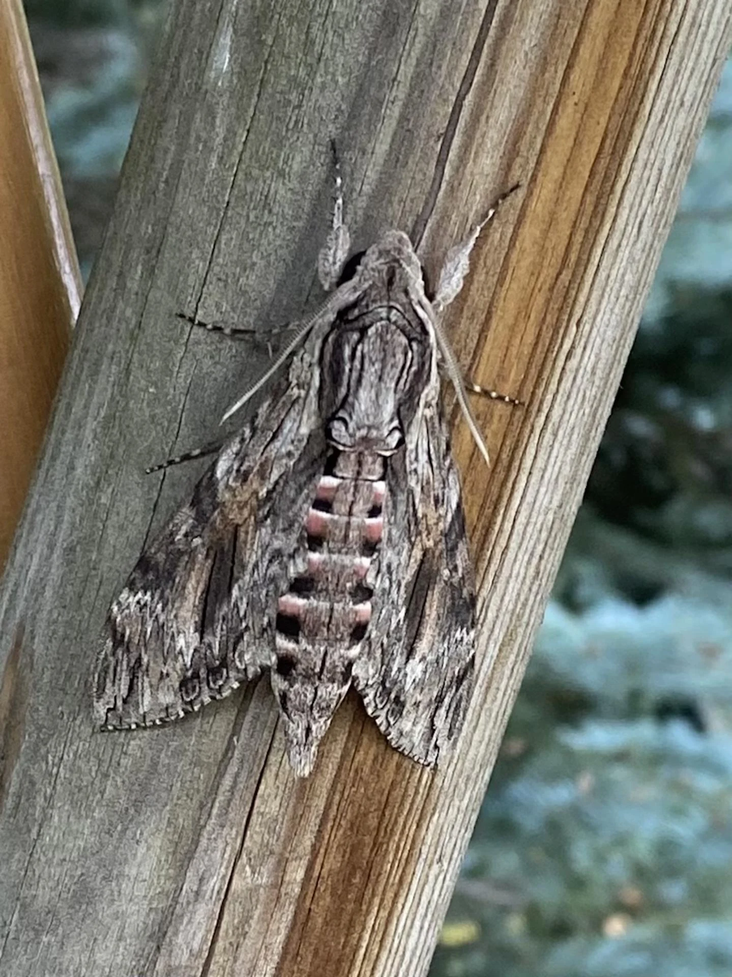 Papillon jardin sphinx