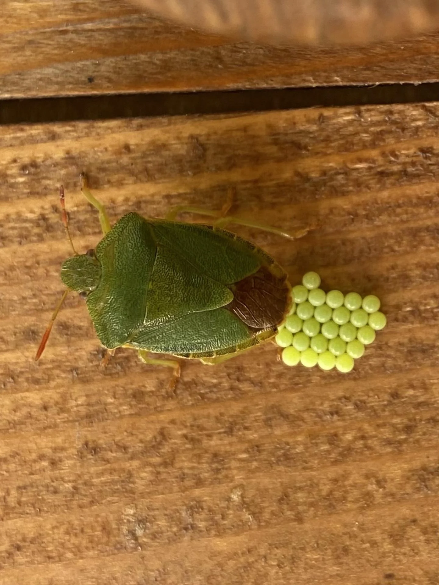 Punaise palomena prasina jardin