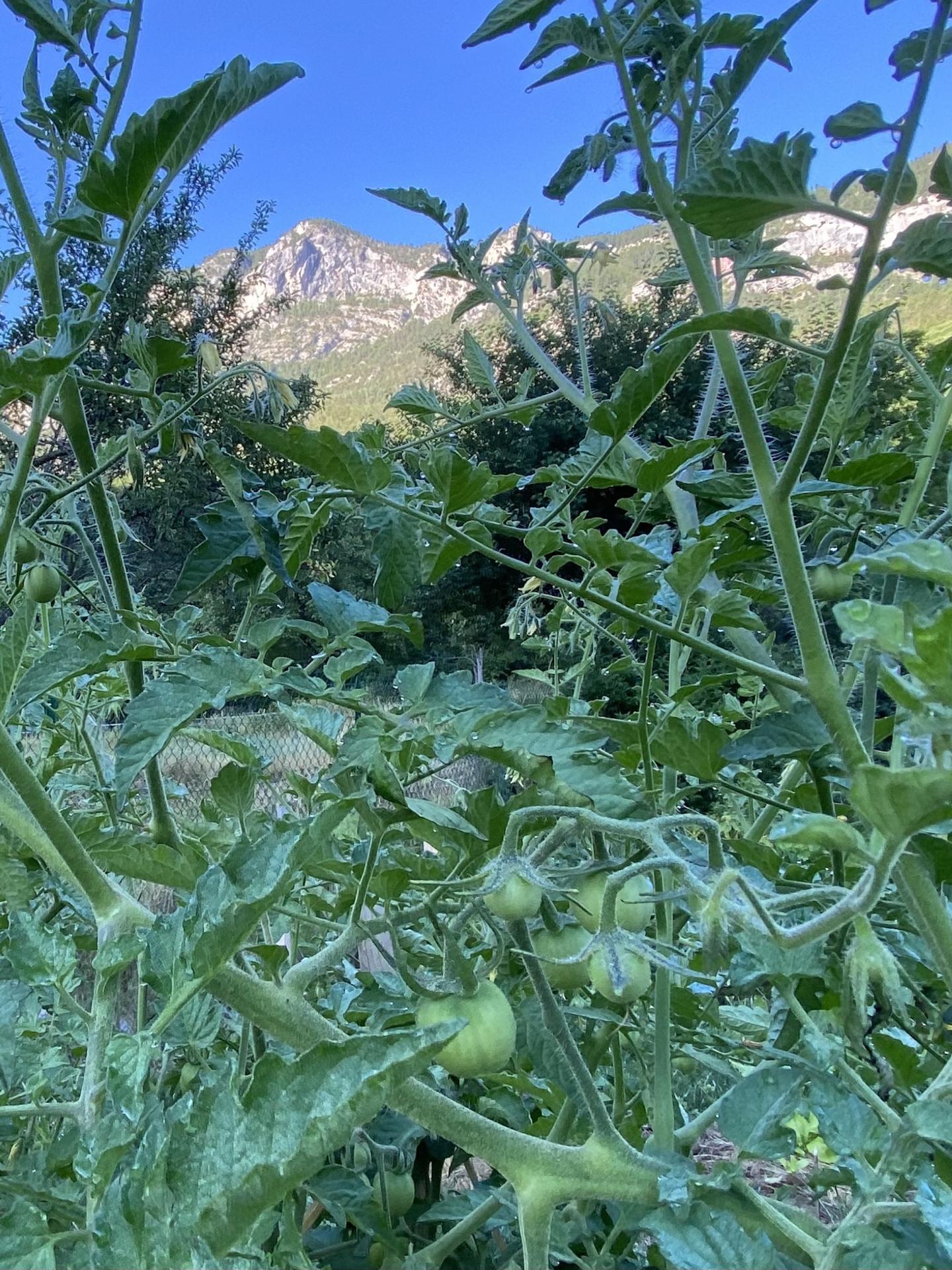 Tomates jardin soleil levant